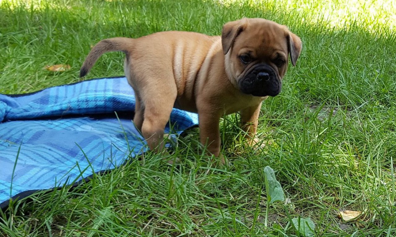 4. Besuch bei den Asgard`s,  6.Welpenwoche – Vorfreude