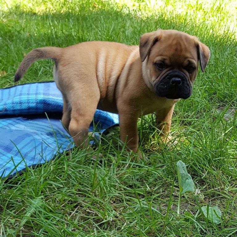 4. Besuch bei den Asgard`s,  6.Welpenwoche – Vorfreude