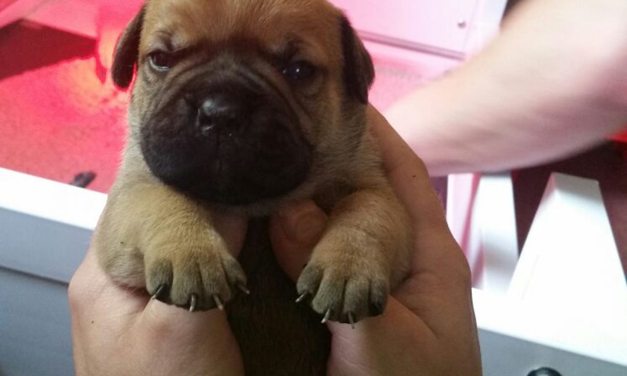 2. Besuch bei den Asgard’s – Wer die Wahl hat, hat die Qual