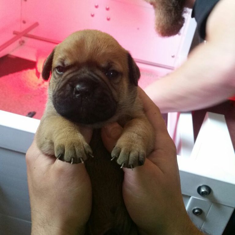 2. Besuch bei den Asgard’s – Wer die Wahl hat, hat die Qual