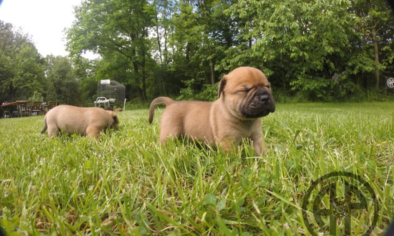 3. Welpenwoche – Van erkundet die weite Welt