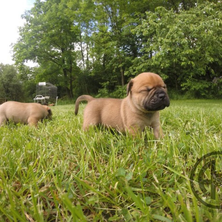 3. Welpenwoche – Van erkundet die weite Welt