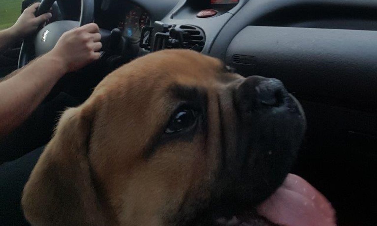 9. Welpenwoche – Auf geht´s ins neue Zuhause