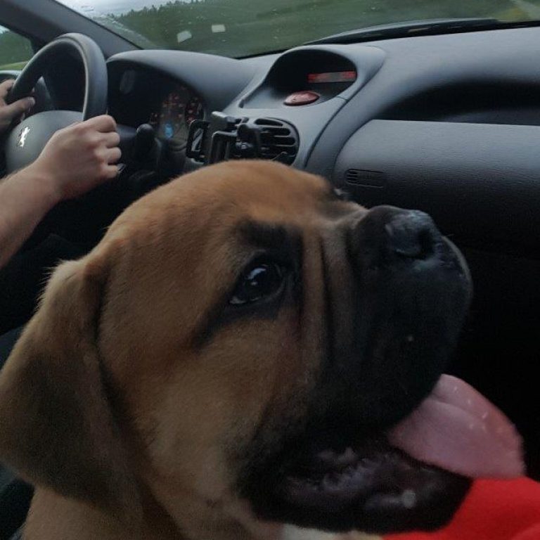 9. Welpenwoche – Auf geht´s ins neue Zuhause