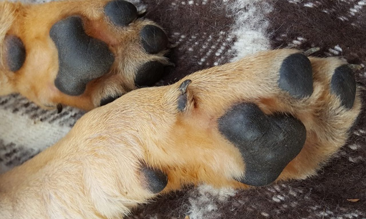 Da leben, wo andere Urlaub machen. ,,Talsperre Pöhl“