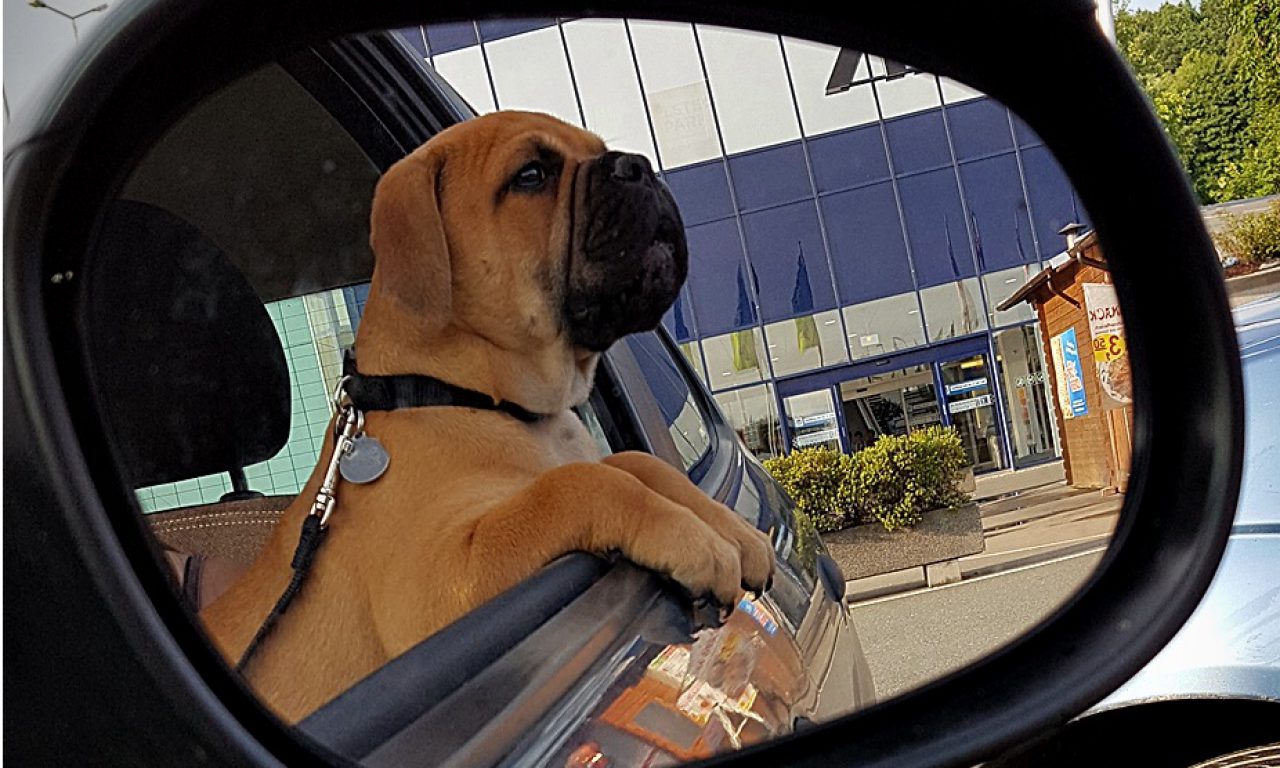 13.Welpenwoche, Tierarzt, Gokart & Co.