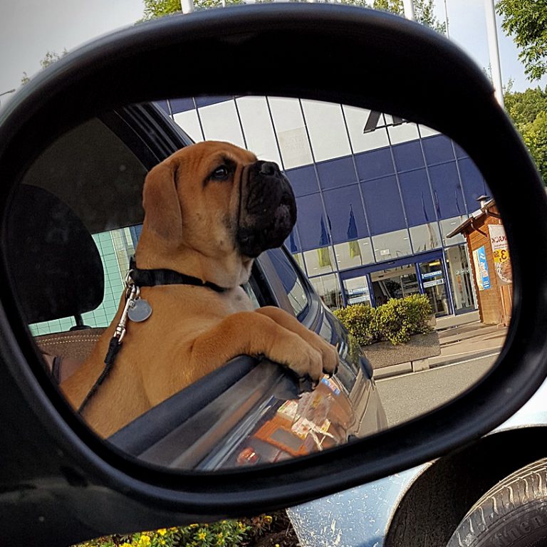 13.Welpenwoche, Tierarzt, Gokart & Co.