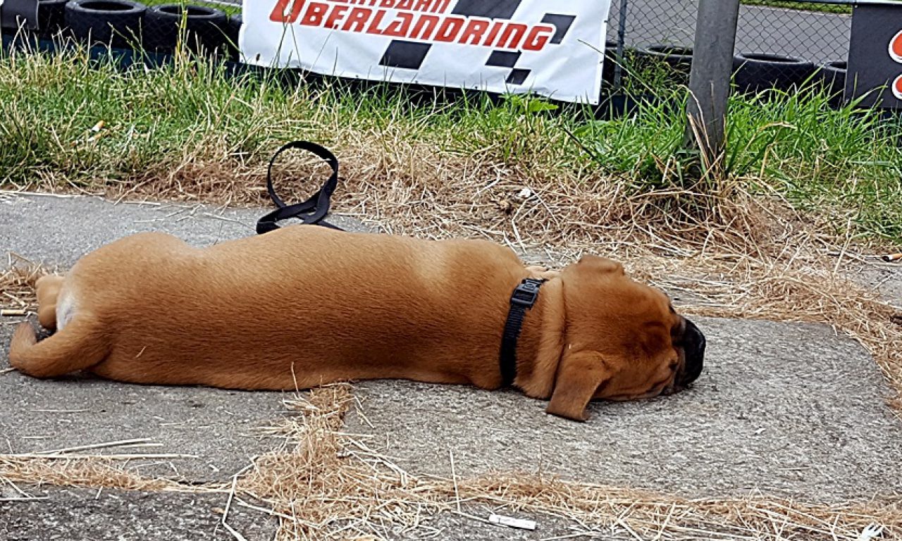 Odi an der Rennstrecke