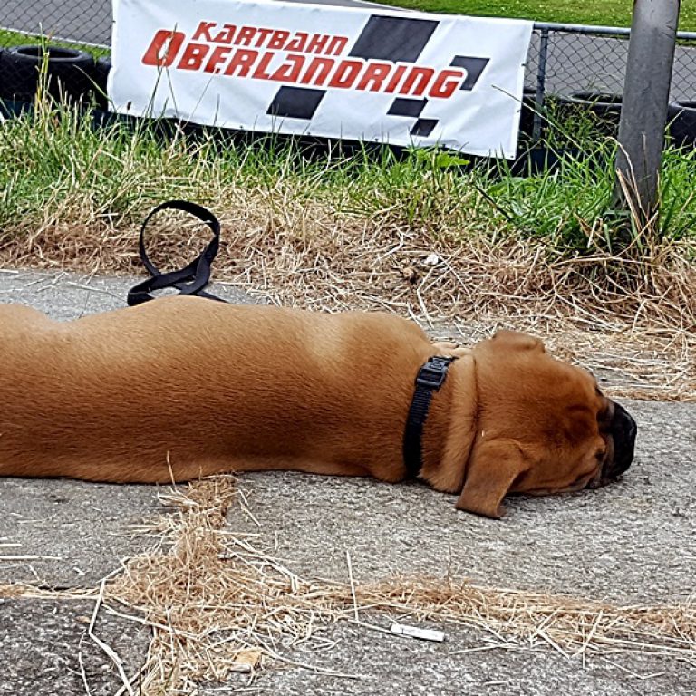 Odi an der Rennstrecke