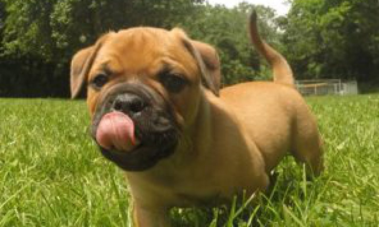 8.Welpenwoche – Sommer, Sonne, Auslauf