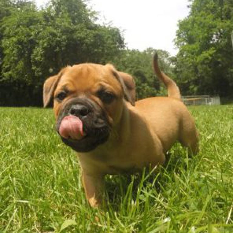 8.Welpenwoche – Sommer, Sonne, Auslauf