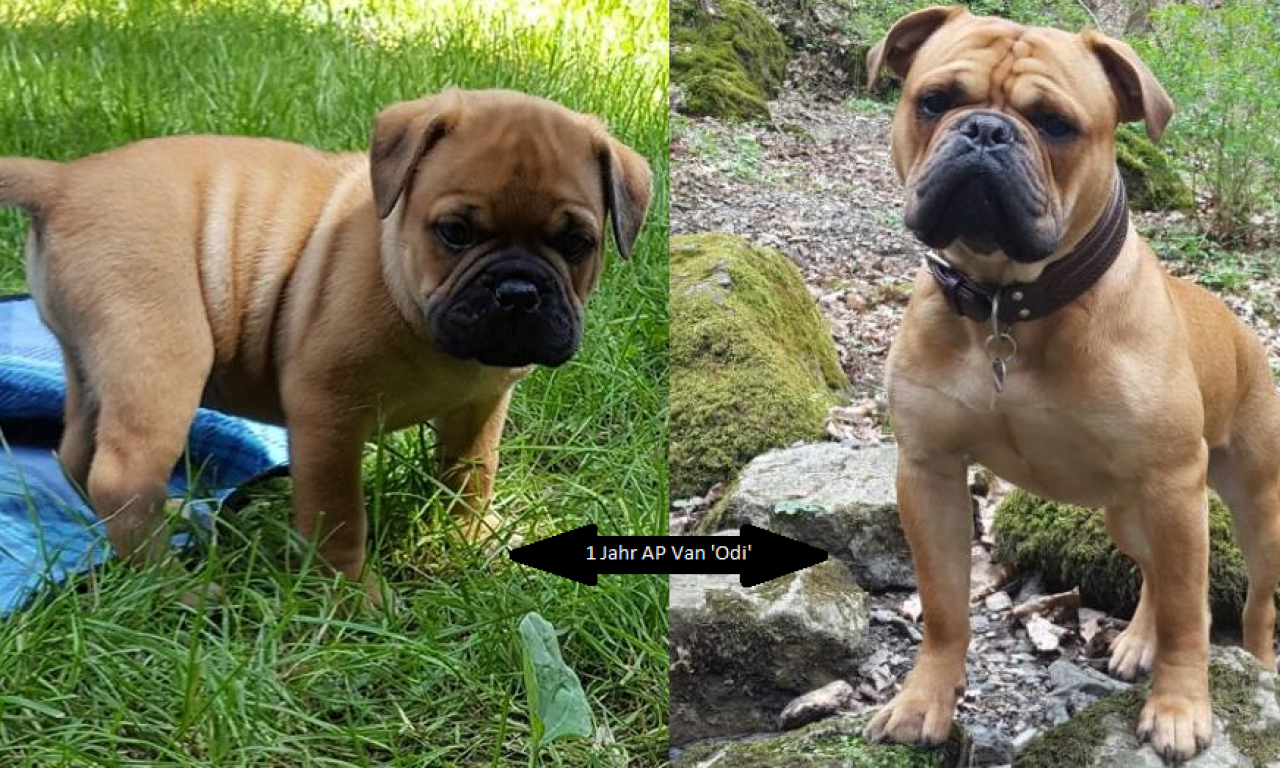 Auf ins 2. Lebensjahr mit Asgard’s Pride Van ‚Odi‘