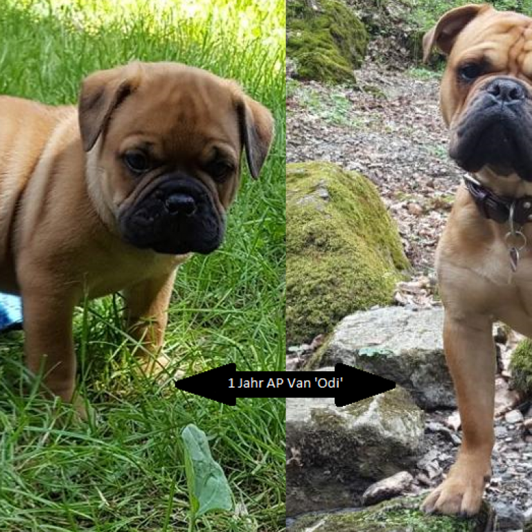 Auf ins 2. Lebensjahr mit Asgard’s Pride Van ‚Odi‘