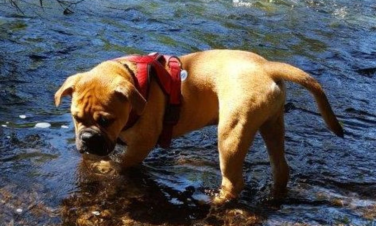 4.Monat – Gartenarbeit, Baden und Hundeschule