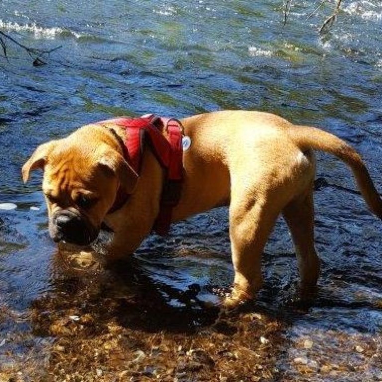 4.Monat – Gartenarbeit, Baden und Hundeschule