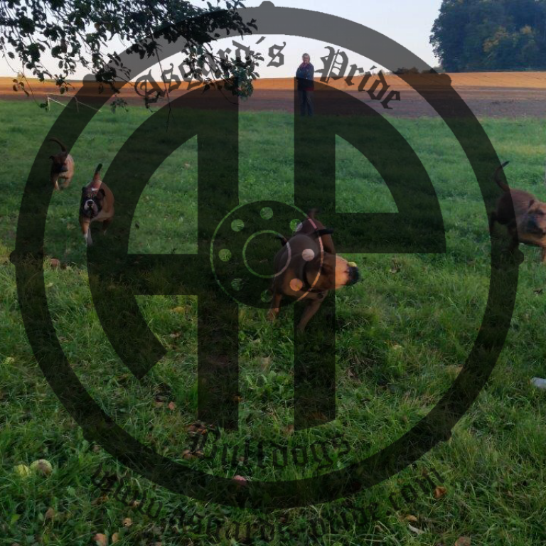 Letztes Treffen auf Asgard im Herbst 2017